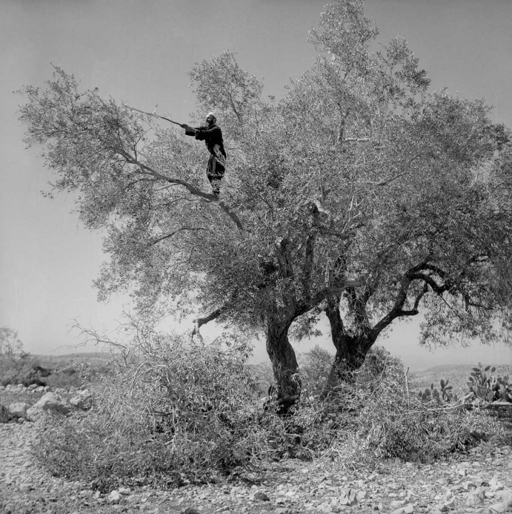 Olive harvest. Kisra, 1958.